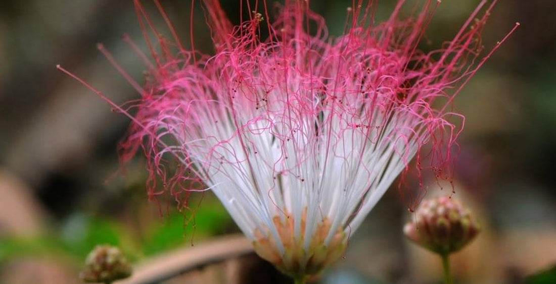Bobinsana: The Sacred Plant of the Heart 🌸