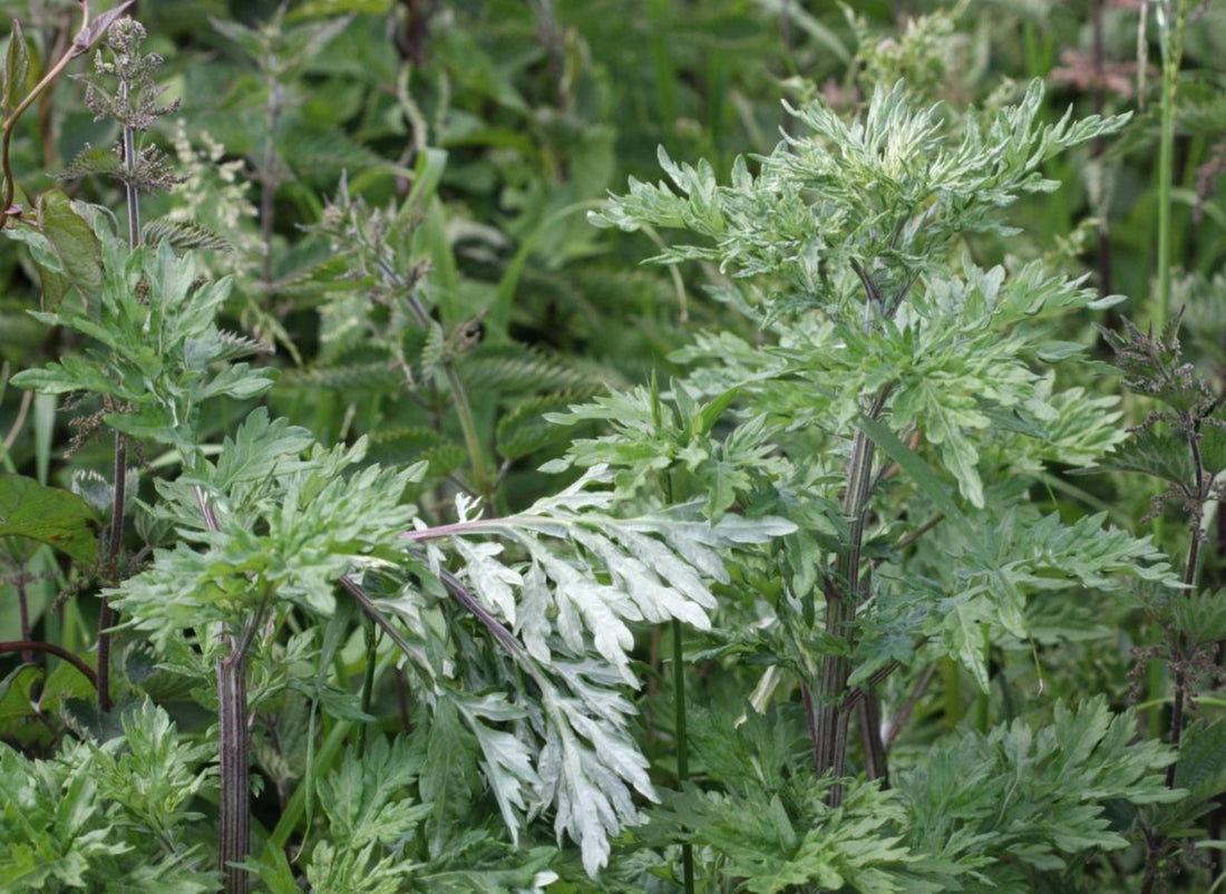 Mugwort: The Sacred Herb of Dreams & Intuition