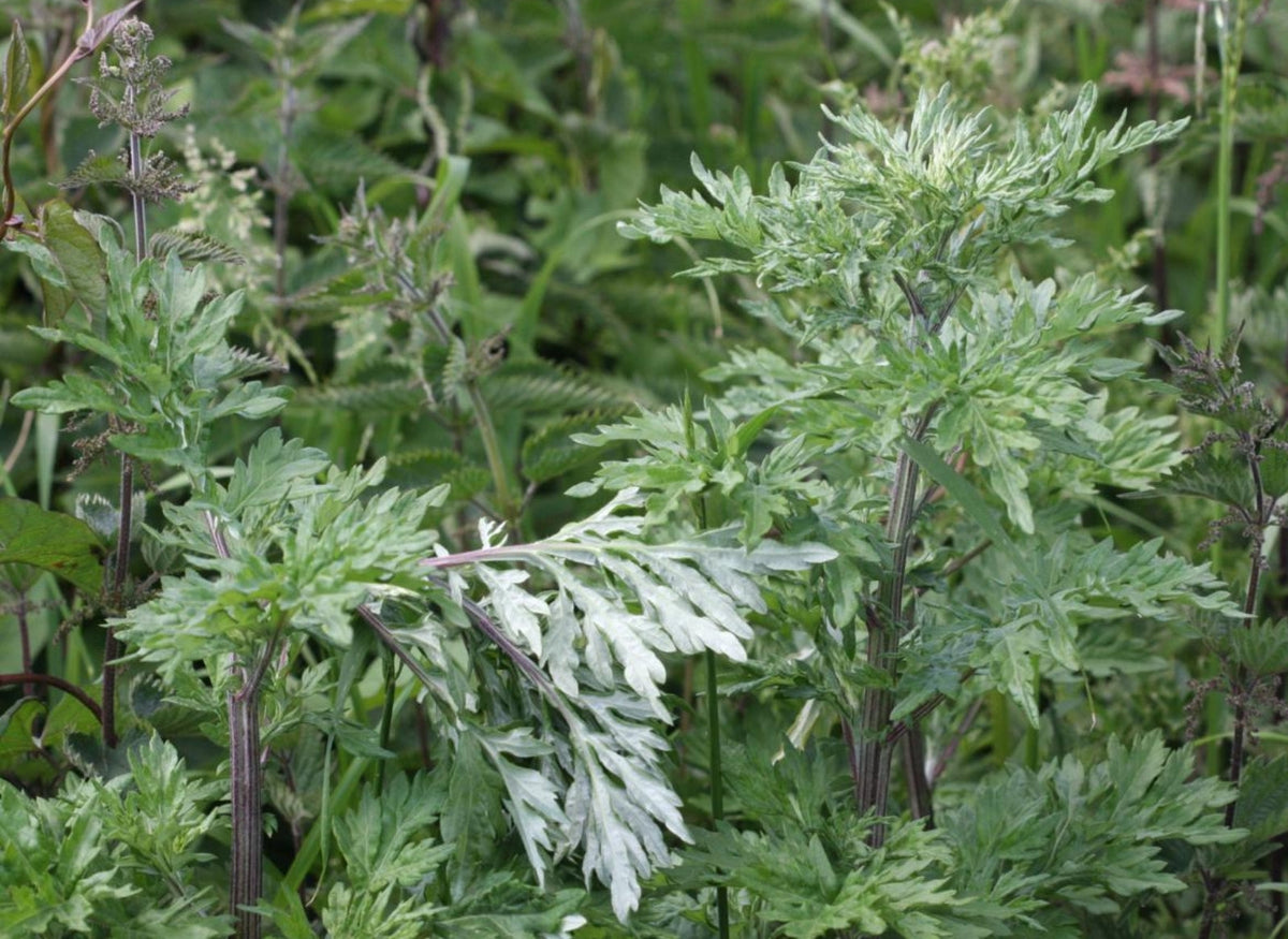 Mugwort: The Sacred Herb of Dreams & Intuition