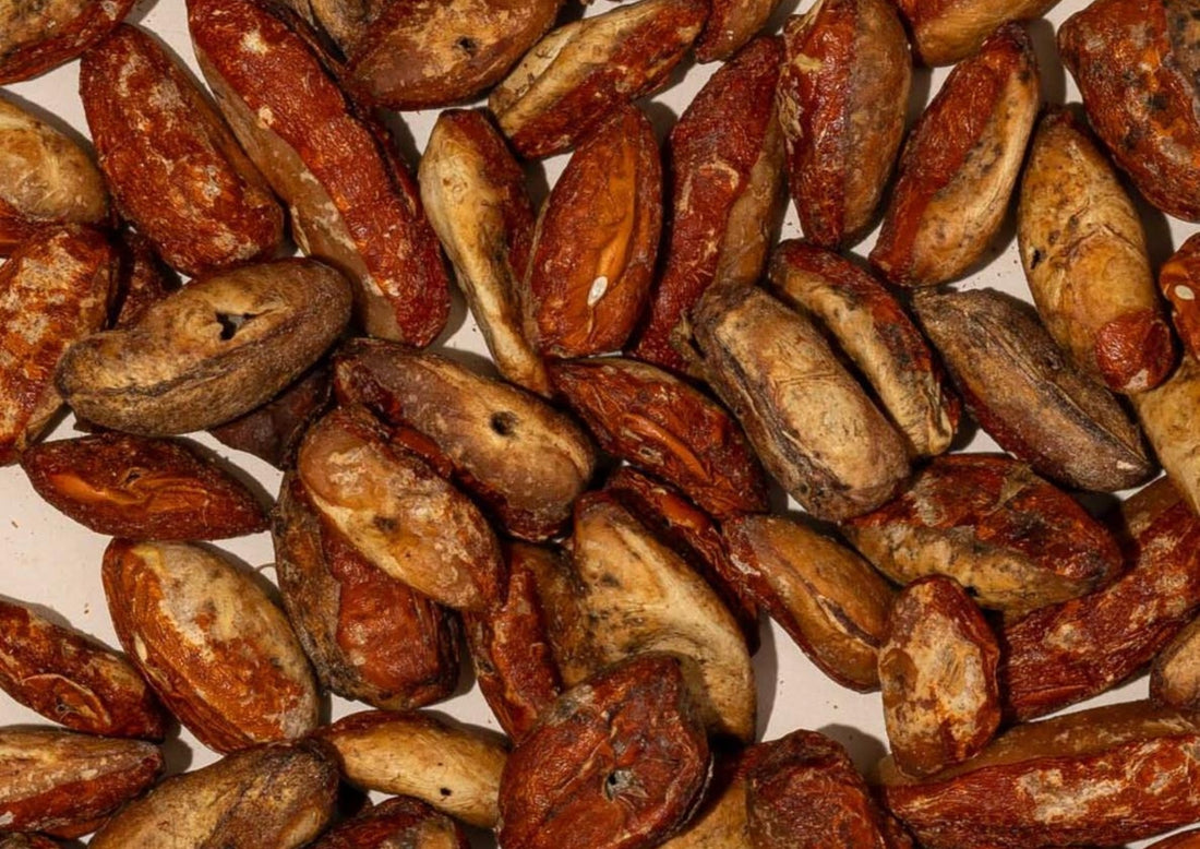 Coquindo: Seeds of New Beginnings & Breakthrough