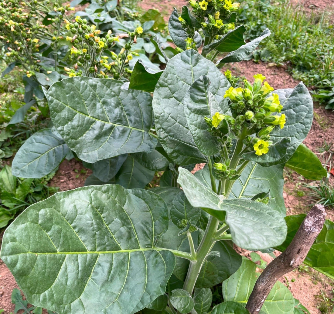 Mapacho: Sacred Tobacco, Prayer & Ancestral Traditions