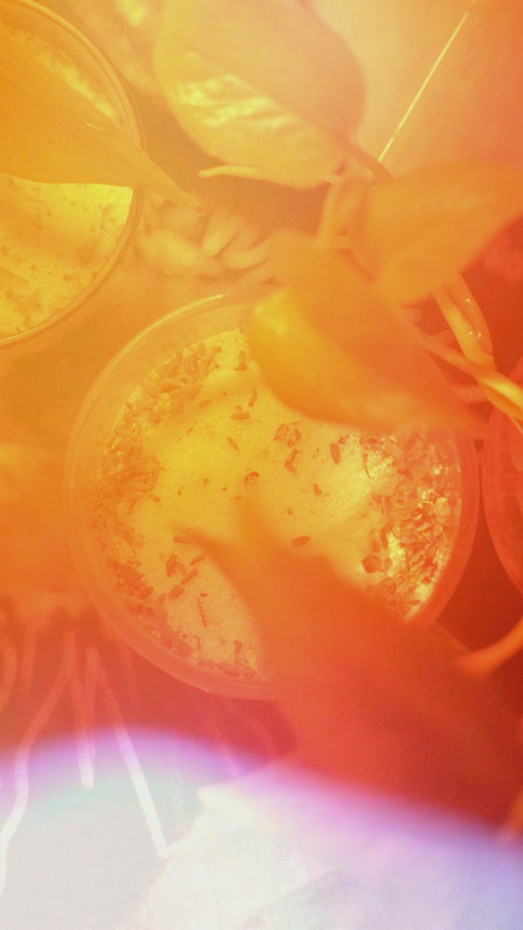 Enchanted Candles
