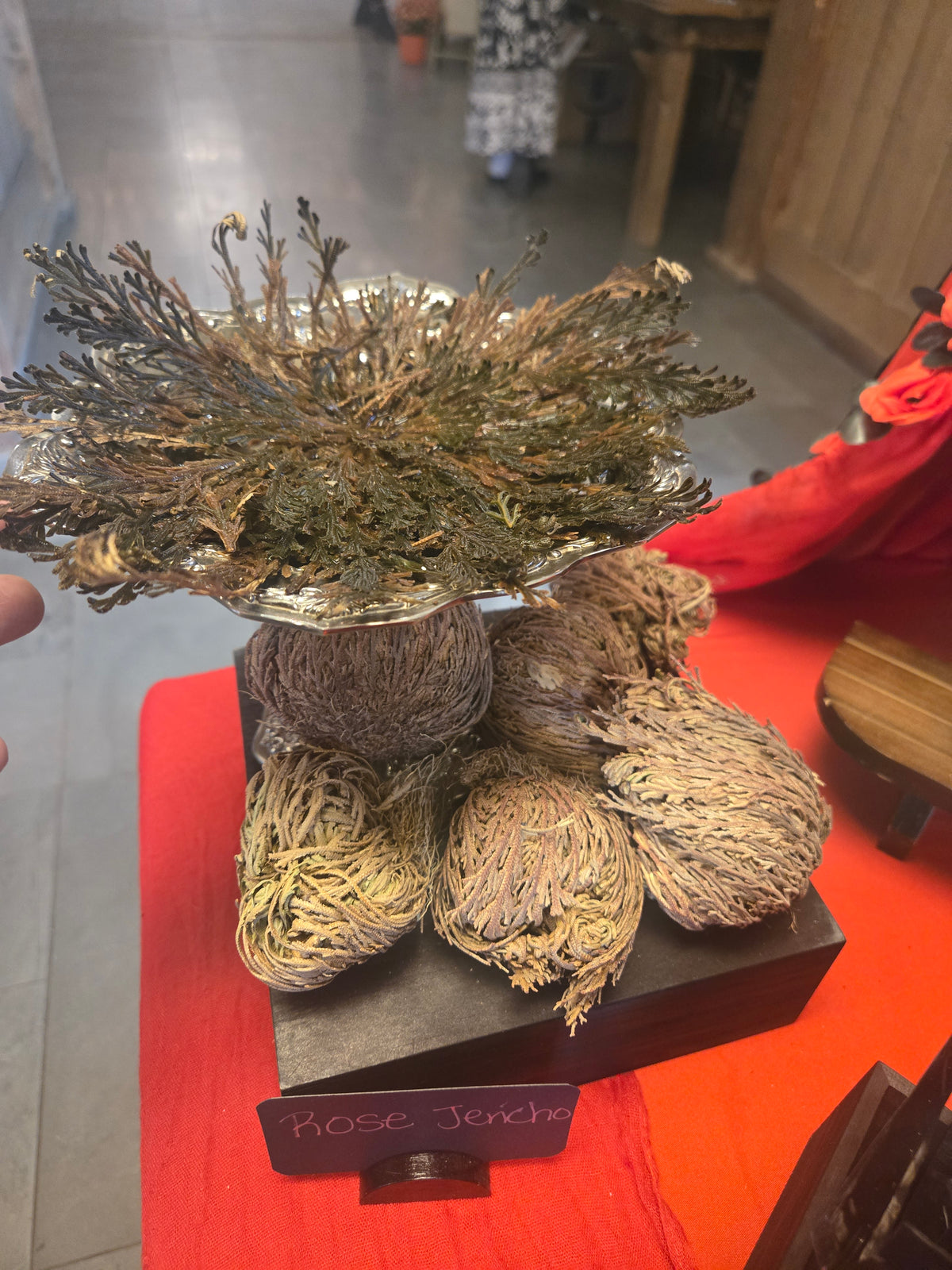 Rose de Jericho