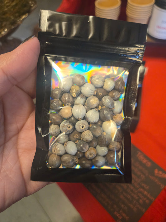 Job’s Tears (Lágrimas de San Pedro)